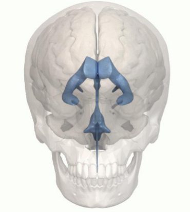 <p>What structure does this image show?</p>