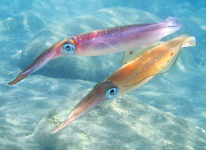 <p>Squid social &amp; communication</p>