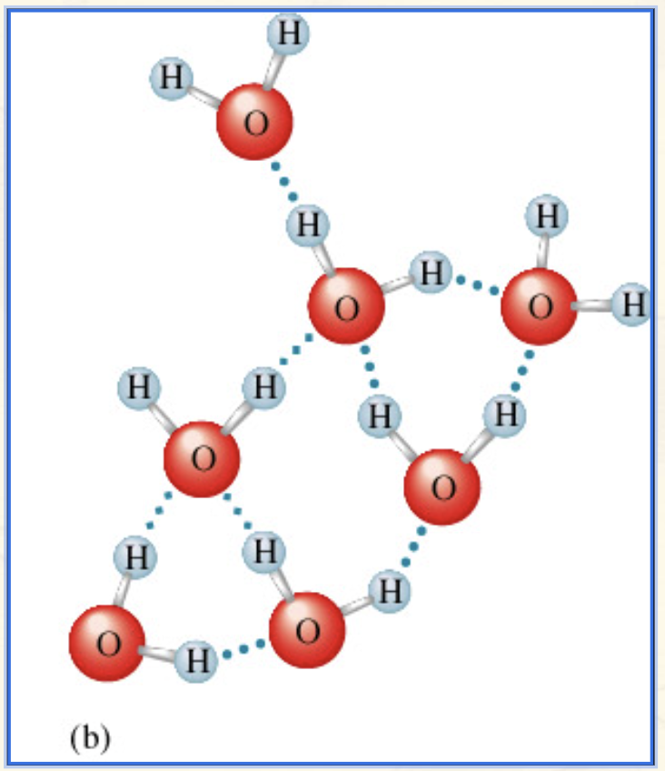 <ul><li><p>Blue dotted lines are the intermolecular forces between the water molecules.</p></li></ul><p></p>