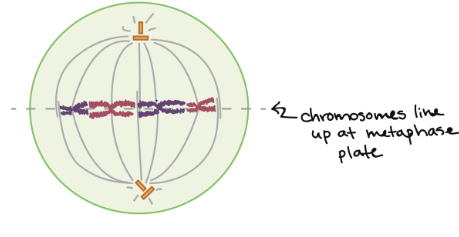 <p>This is the _______ stage of mitosis.</p>