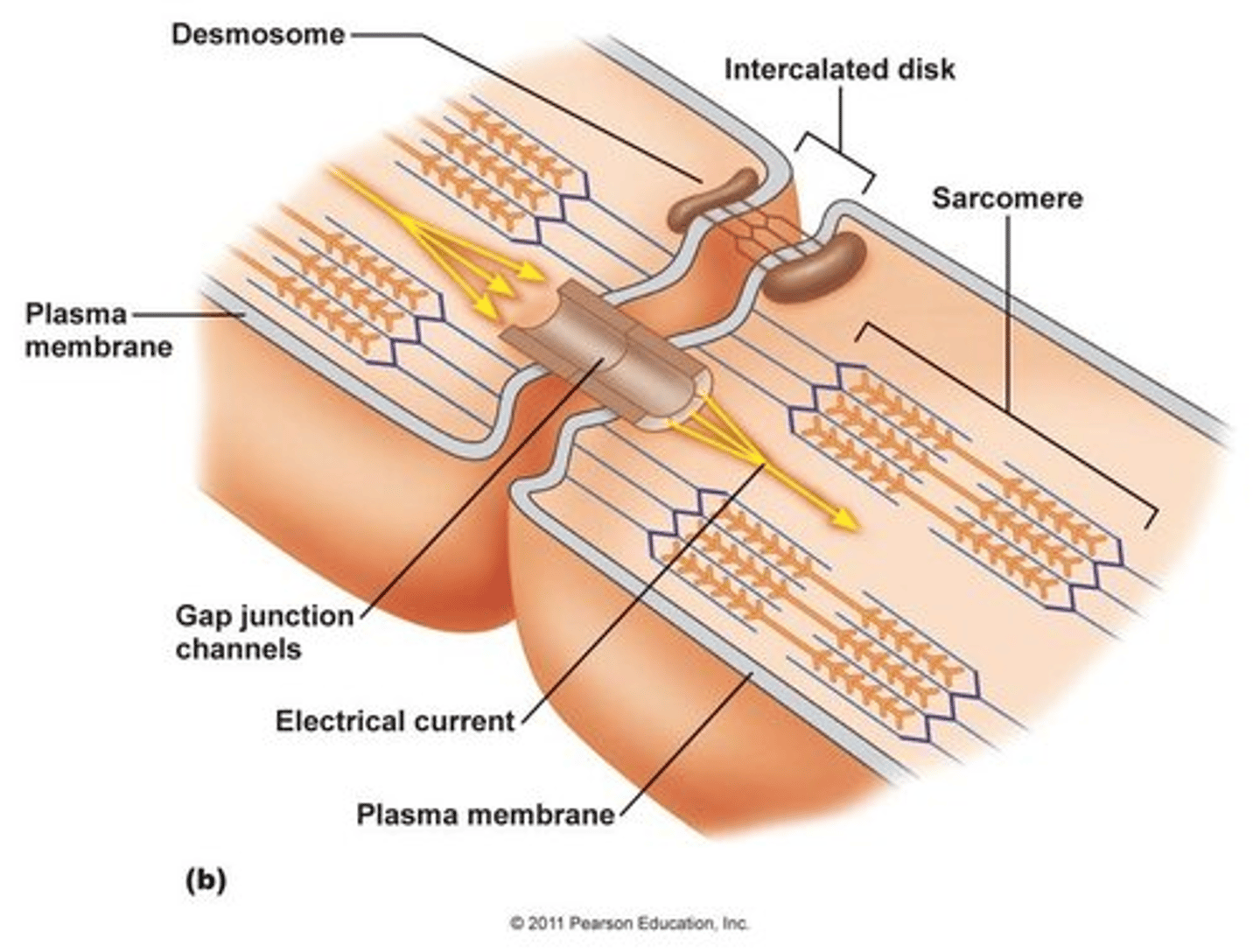 <p>Cardiac muscles are connected by these structures which contain many gap junctions.</p>