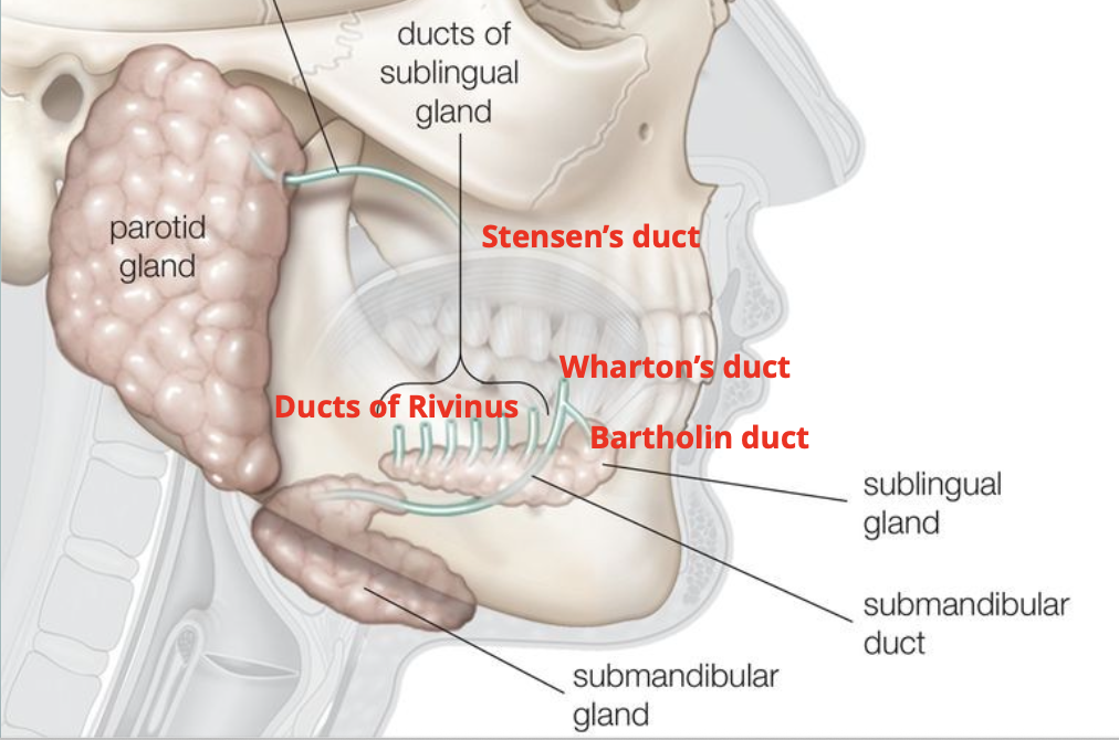 <p>Name the major salivary glands</p>
