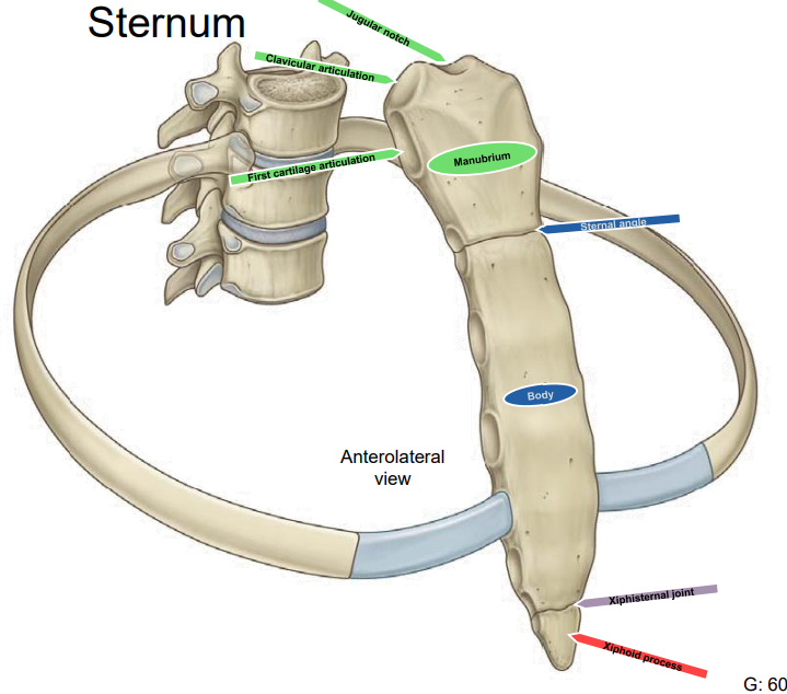 <p>The central part of the sternum; articulates with the manubrium at the sternal angle and with ribs 2–7 via costal cartilages.</p>