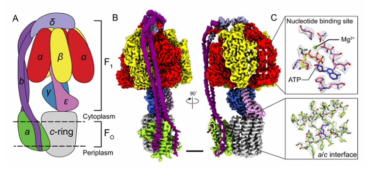 <p><span style="color: red"><strong>F1</strong></span> - <strong>outside of the membrane, </strong>protruded out in the matrix </p><p><span style="color: red"><strong>F0 </strong></span>- embedded <strong>in the membrane</strong></p>