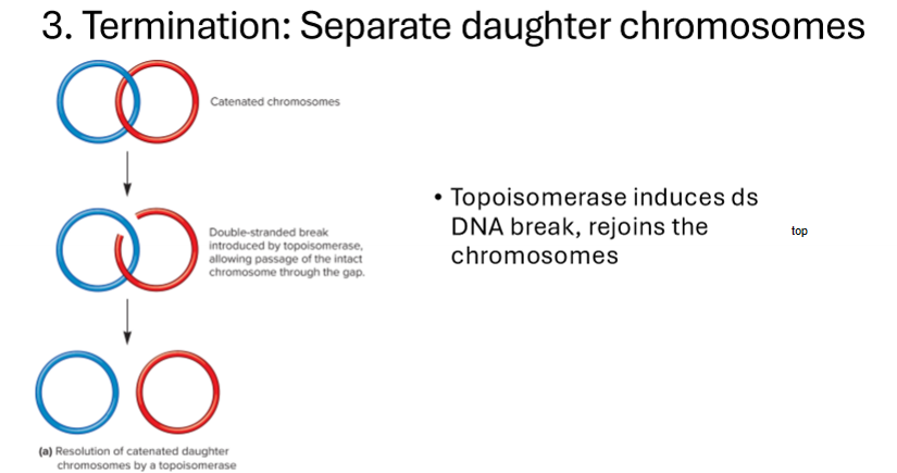 <p>topoisomerase induces DNA break to separate daughter chromosomes, then fixes them</p>