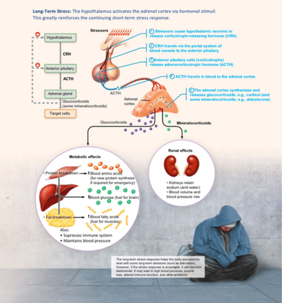 <p>The hypothalamus activates the adrenal cortex via hormonal stimuli. This greatly reinforces the continuing short-term stress response.</p>