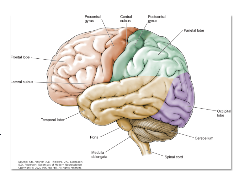 <p>frontal and parietal lobes </p>