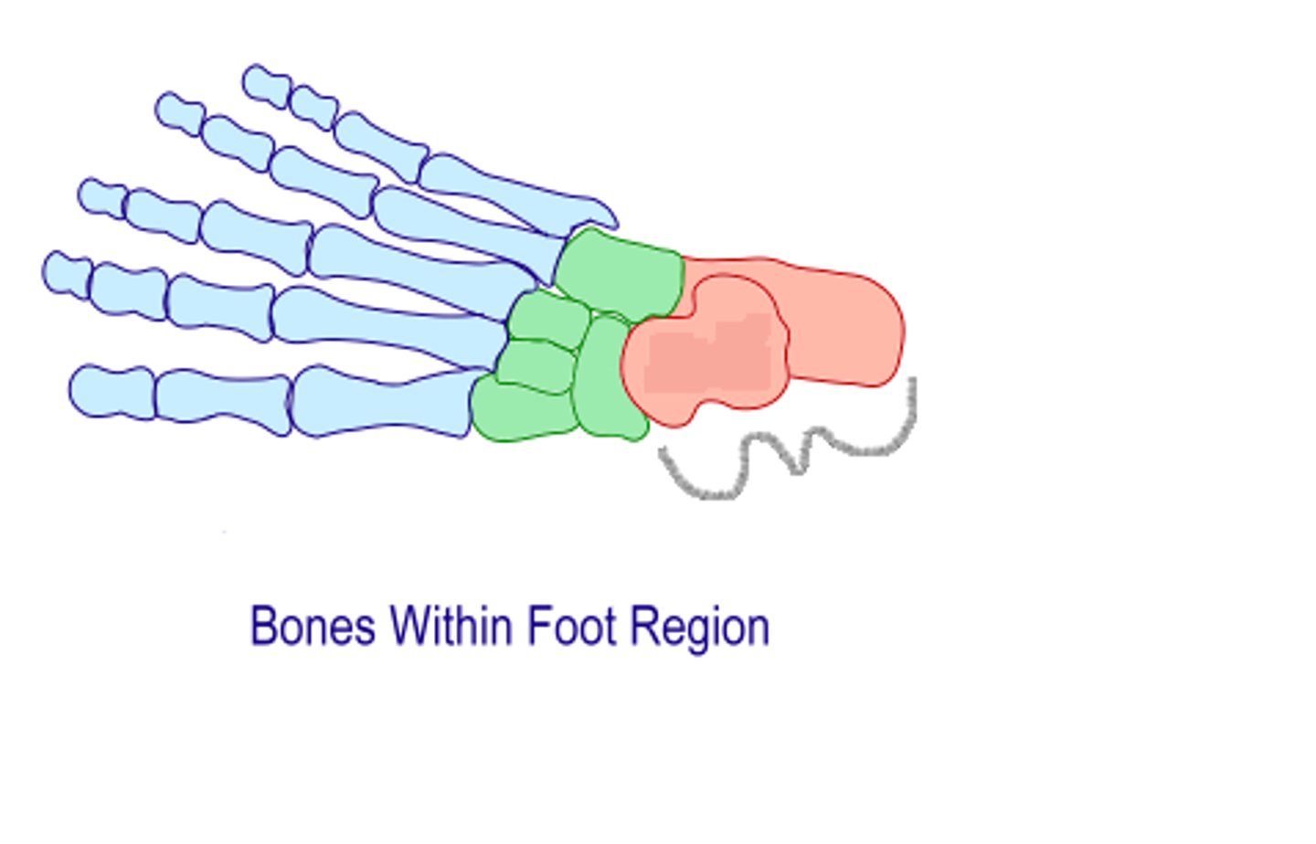 <p>Includes talus and calcaneus</p>