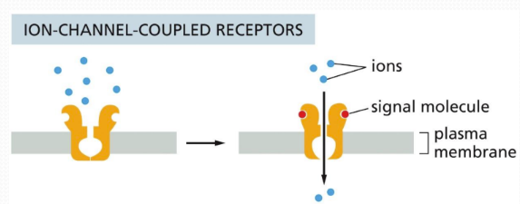 <p class="Paragraph SCXW222090747 BCX0" style="text-align: left"><span><u>Ion-channel coupled (ionotropic/transmitter-gated) </u>= rapid signals mediated by neurotransmitters that open or close ion channels based on excitation or inhibition of the post-synaptic target&nbsp;</span></p><ul><li><p class="Paragraph SCXW222090747 BCX0" style="text-align: left"><span>Transmit signal fast&nbsp;</span></p></li></ul><p class="Paragraph SCXW222090747 BCX0" style="text-align: left"><span>Ex: ion channel is coupled to a transmembrane protein&nbsp;</span></p>