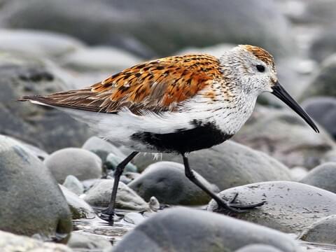 <p>Dunlin</p>