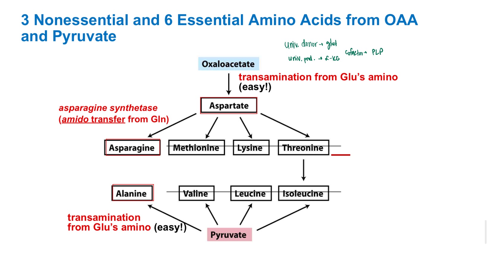 <p>Oxaloacetate precursors?</p>