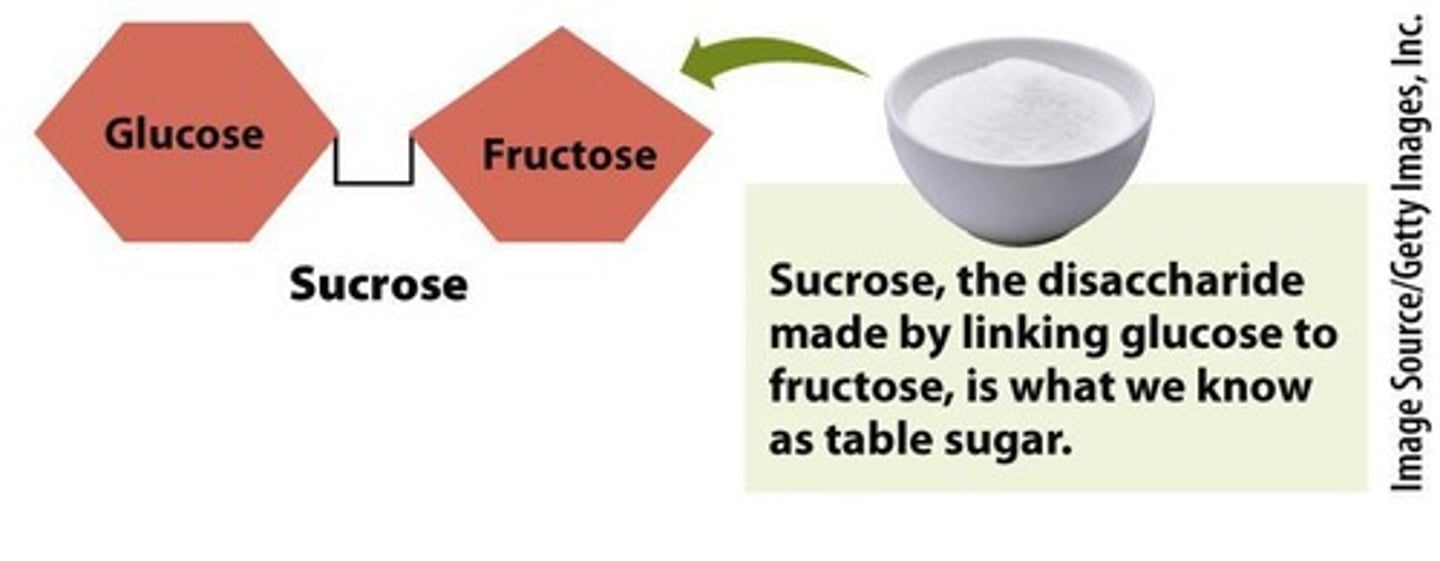 <p>Disaccharide of glucose and fructose.</p>
