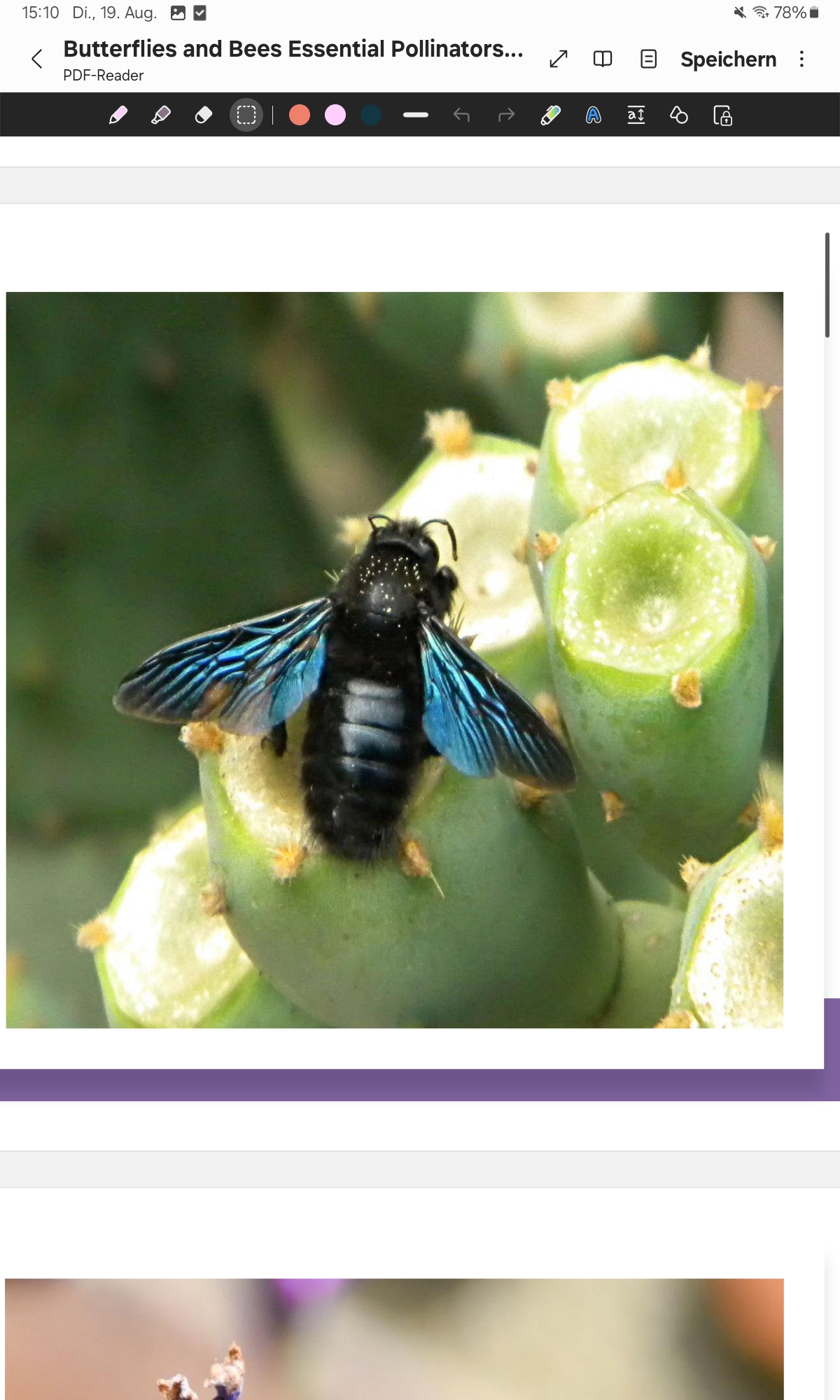 <p>Carpenter Bee</p>