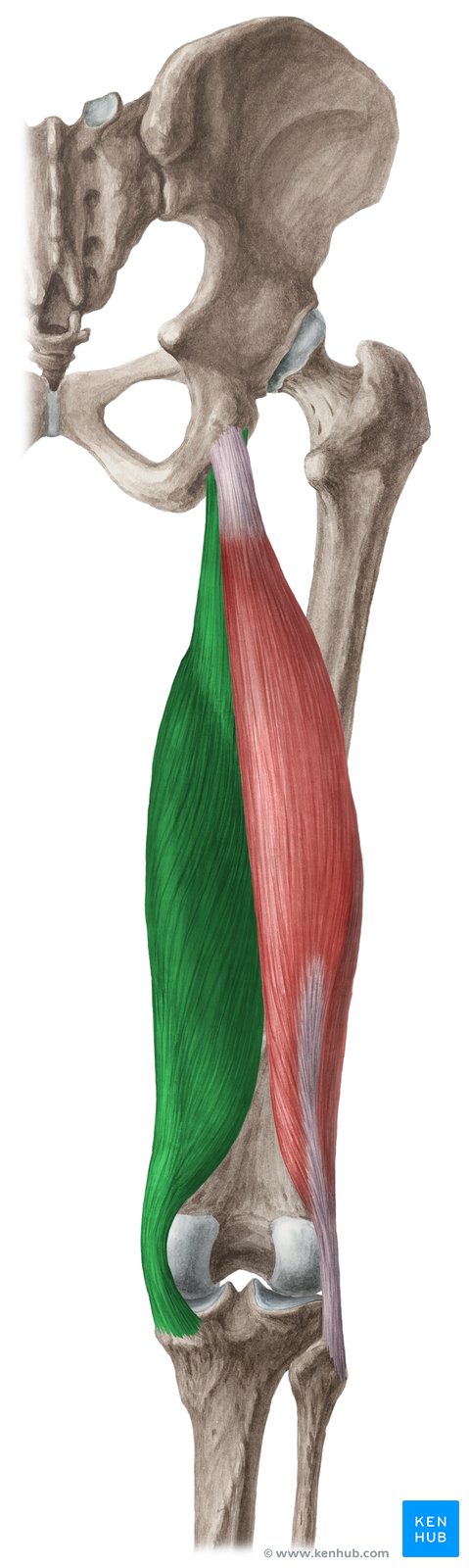<p>O: ischial tuberosity</p><p>I: tibia</p><p>F: flexion and internal rotation of the knee joint</p>
