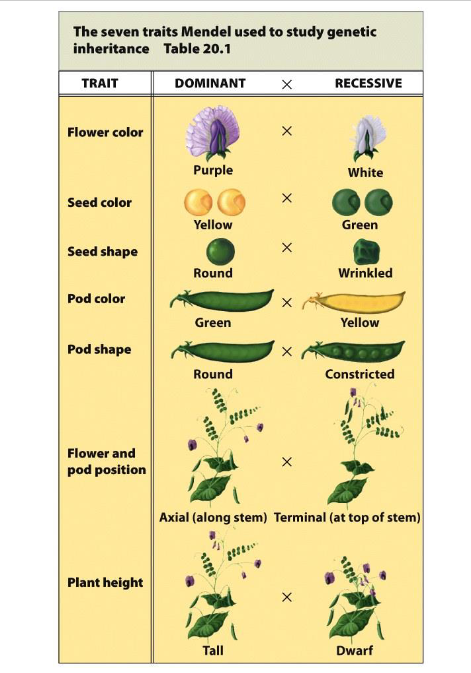 <p>The process of fertilization to understand inheritance.</p>
