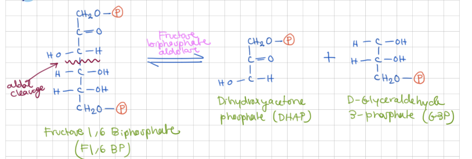 <p>Cleavage</p><p>Fructose 1,6 Bisphosphate → DHAP + G3P</p><p>Enzyme = Fructose biphosphate aldolase</p>
