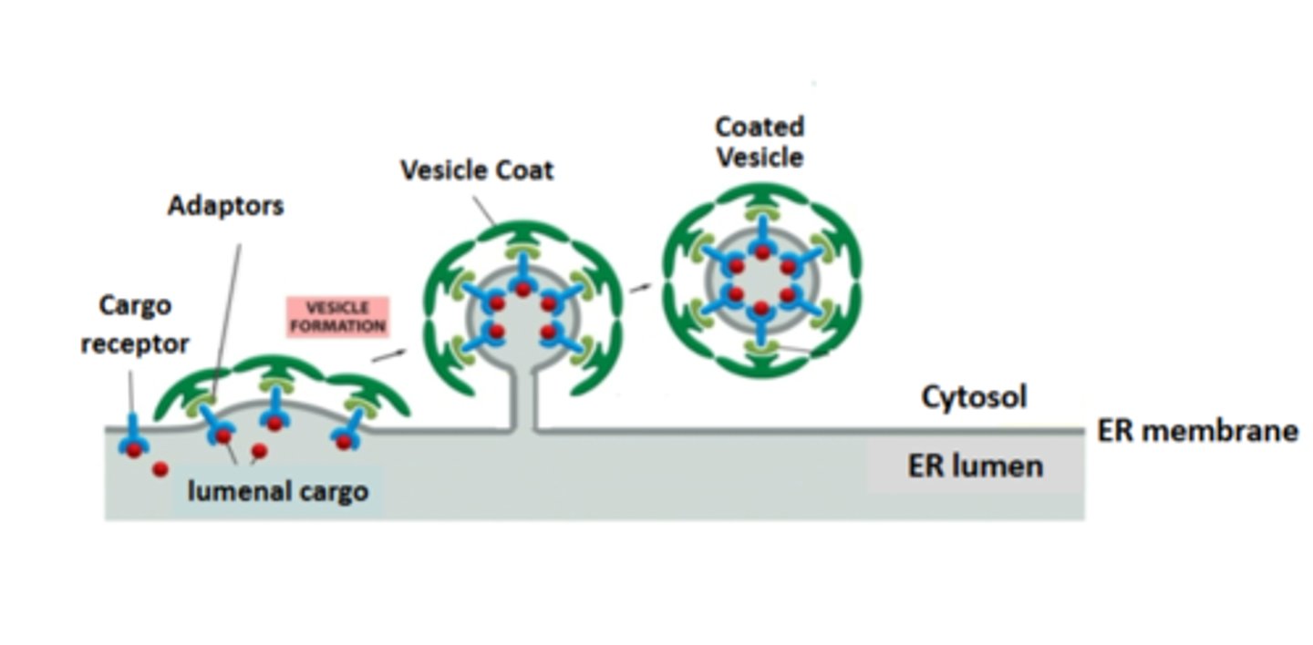 <p>the fully formed cot drives the separation of the vesicle from the membrane</p>