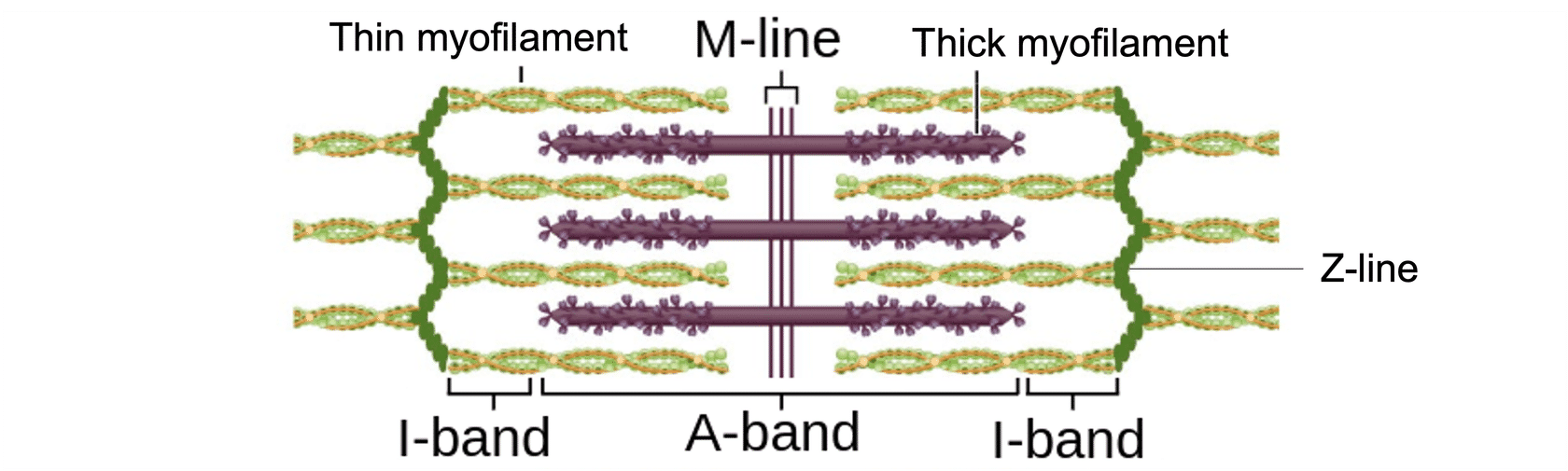 <ol><li><p>contraction is triggered</p></li><li><p>myosin head binds to actin- cross bridge is formed (hand of crowd catch the board)</p></li><li><p>myosin head changes shape - power stroke occurs (hand propel the board + surfer forward thru wrist motion)</p></li><li><p>thin myofilament slides past thick myofilament, moving towards the m-line (surfer+board move only in one direction)</p></li><li><p>z-discs/lines come closer together</p></li></ol><p></p>