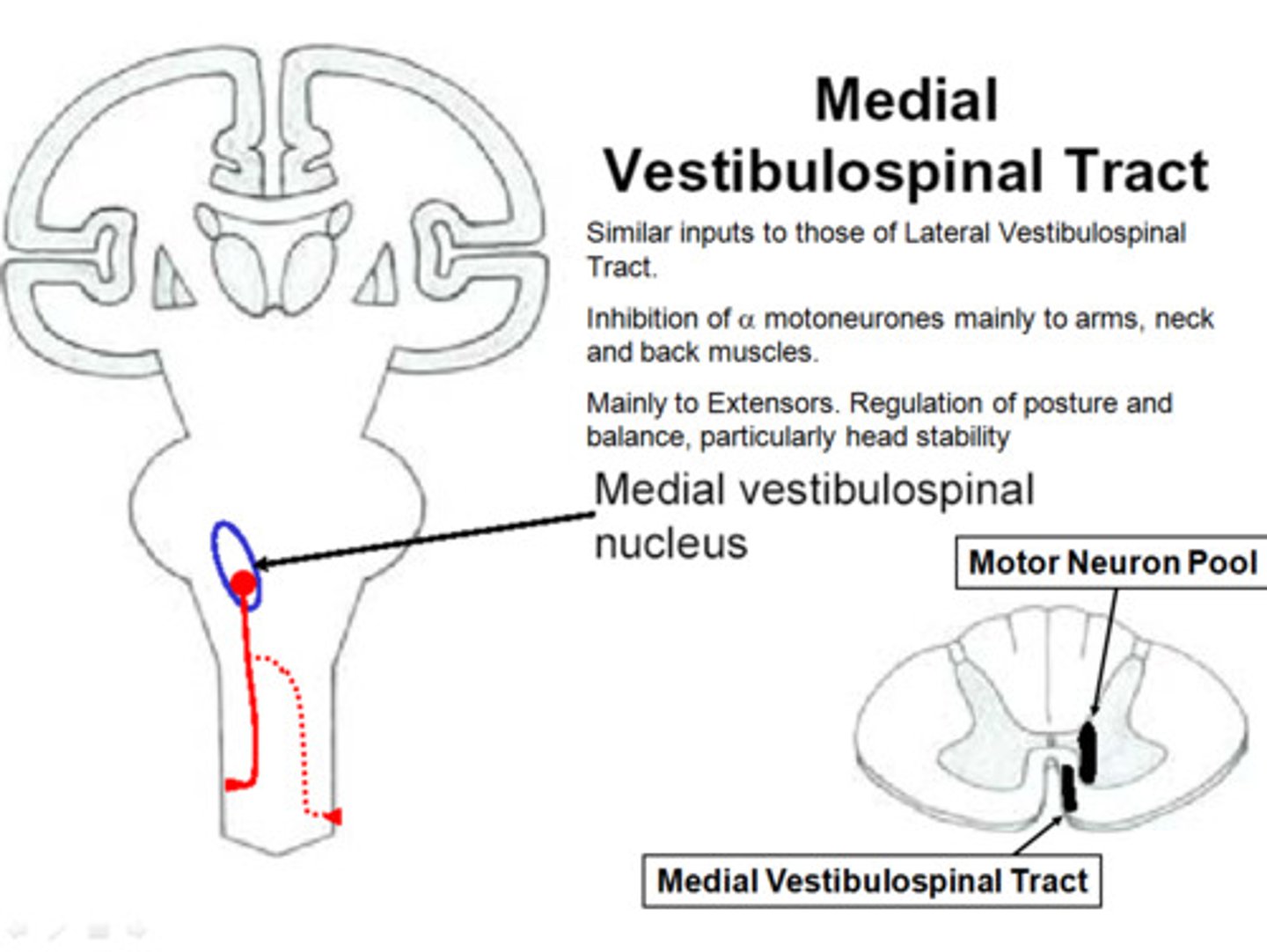 <p>Axons arising in the medial vestibular nucleus that project bilaterally to the cervical and thoracic spinal cord. Affects the activity of lower motor neurons that control the neck and upper back muscles.</p>