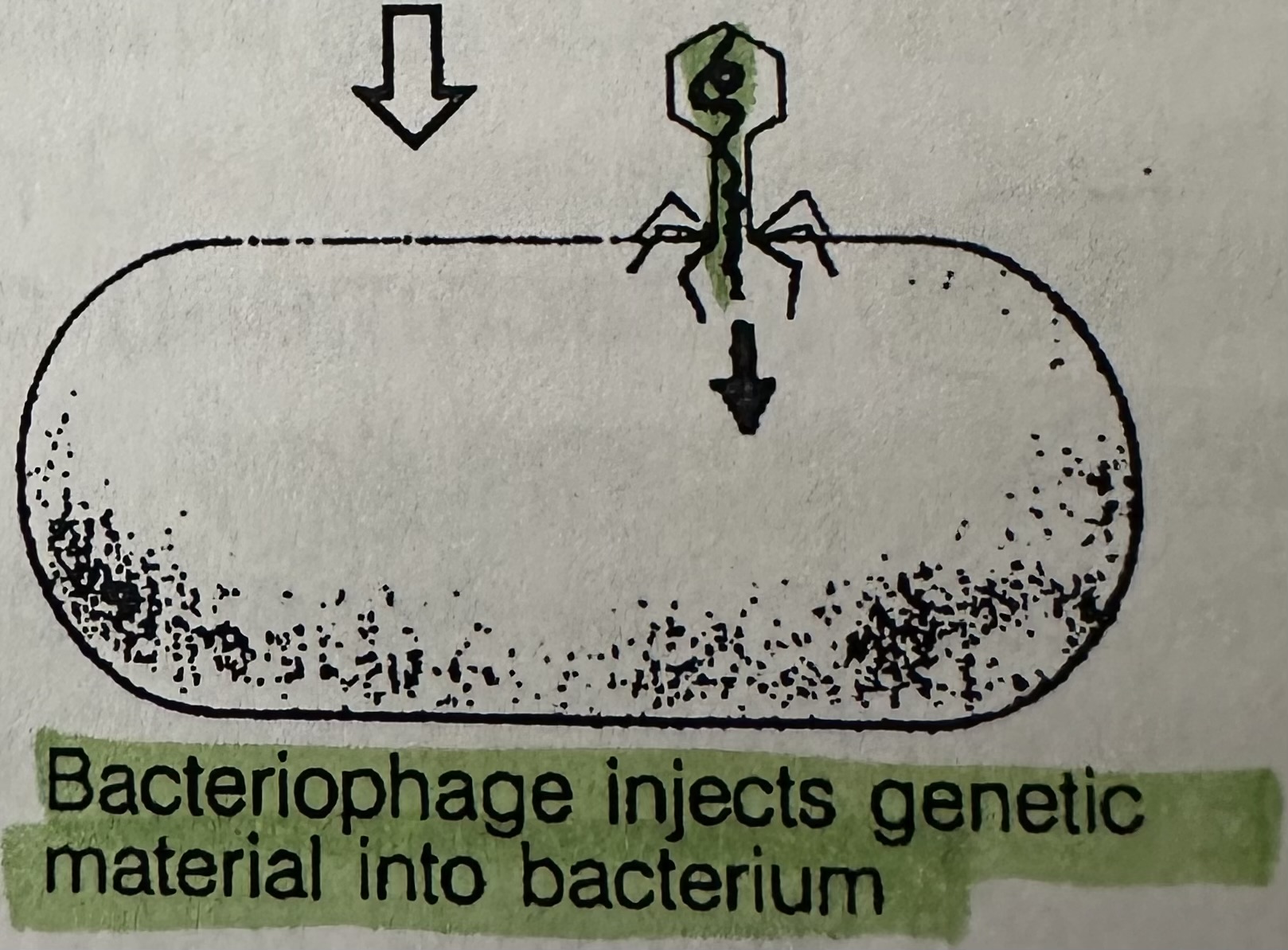 <p>Injection of the viral genetic material into the host cell.</p><p>Bacteriophage releases an enzyme that breaks down the bacterial cell wall. Injects DNA through hollow tail into host bacterium.</p>