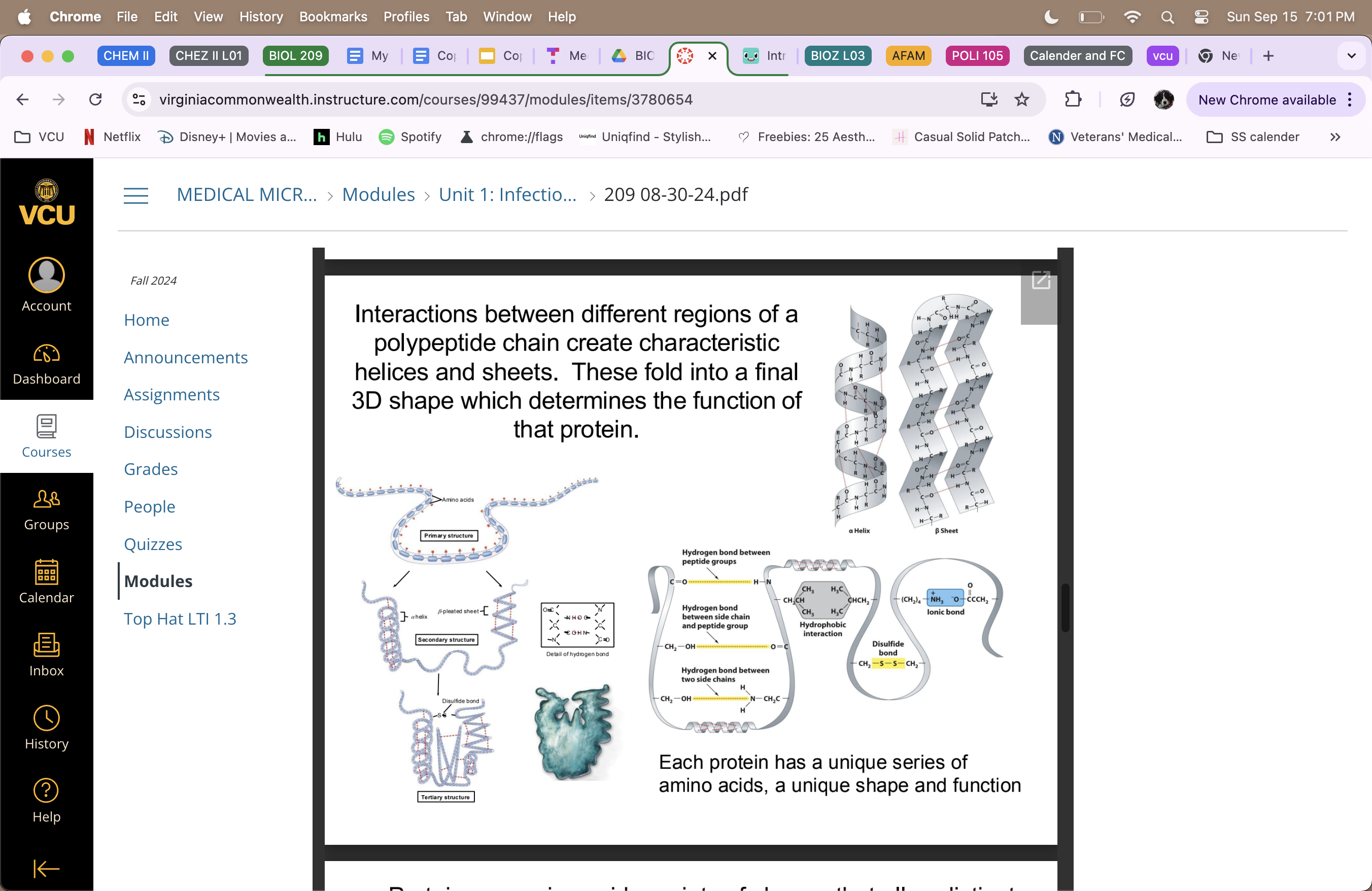 <ul><li><p>(polypeptides) are assembled from amino acids, linked by peptide bonds</p></li><li><p>true polymers</p></li><li><p>enzymes </p></li><li><p>come in a variety of shapes that allow distinct functions </p></li><li><p>amino terminus and carboxyl terminus </p></li><li><p>primary structure = amino acids </p></li><li><p>secondary structure = alpha helices and beta-pleated sheets linked together by hydrogen bonds on there perspective sides </p></li><li><p>tertiary structure = helices and sheets come together and are bound by disulfide bonds </p></li></ul><p></p>