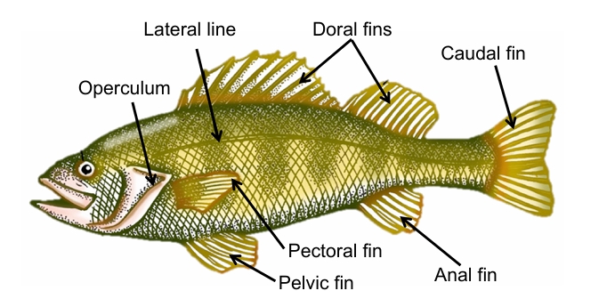 <p>Class of ray-finned fishes; aktin = ray + pteryg = wing.</p>