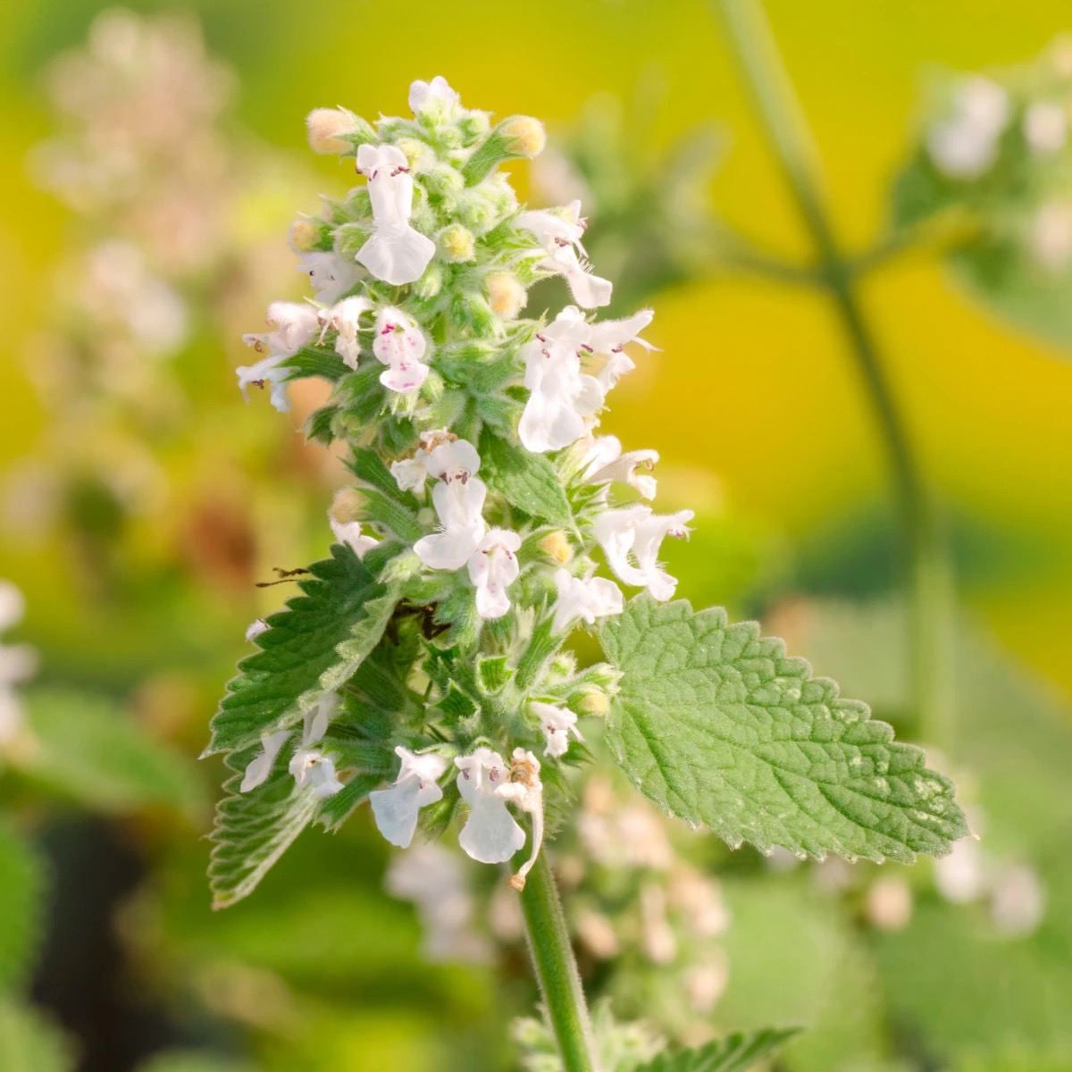 <p>Nepeta cataria - Lamiaceae</p>