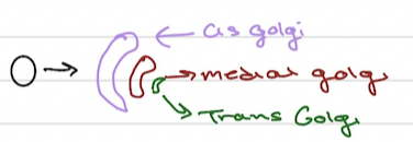 <ul><li><p>many compartments: </p></li></ul><ol><li><p>condeasation of proteins</p></li><li><p>gycosylation</p></li><li><p>ADD sulfate + phiphots</p></li><li><p>proeolytic processing</p></li><li><p>cis-golgi (addres tag is added for lysosmal proteins)</p></li></ol><p></p>