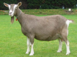 <p>What breed is this? </p>