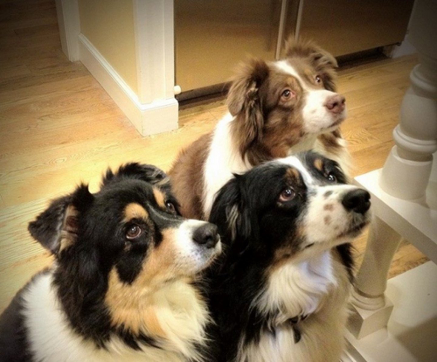 <p>they were wanting</p>