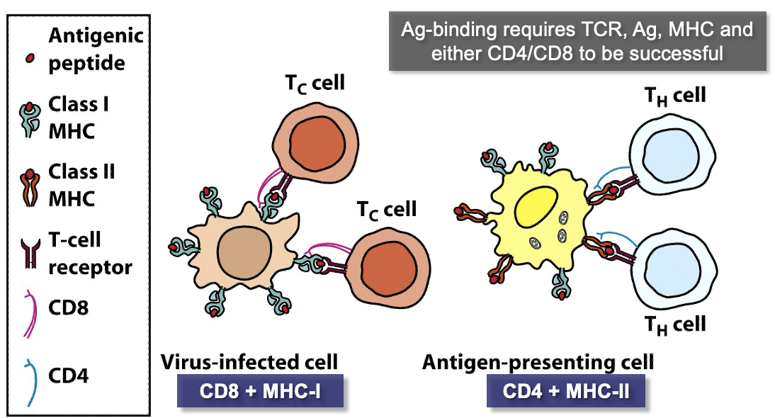<ul><li><p><span><span>T</span><sub><span>H</span></sub><span> cells bind </span><strong><span>Ag/MHC-II</span></strong><span> on APCs, then start secreting cytokines</span></span></p></li><li><p><span><span>T</span><sub><span>C</span></sub><span> cells bind to </span><strong><span>Ag/MHC-I </span></strong><span>on virally infected cells; then differentiate into CTLs and initiate apoptosis in infected cells</span></span></p></li><li><p><span><span>T</span><sub><span>H</span></sub><span> cells have the glycoprotein </span><strong><span>CD4</span></strong><span> that enables them to recognize Ag bound to MHC-II only; T</span><sub><span>C</span></sub><span> cells have </span><strong><span>CD8</span></strong><span> that recognizes only MHC-I</span></span></p></li></ul><p></p>