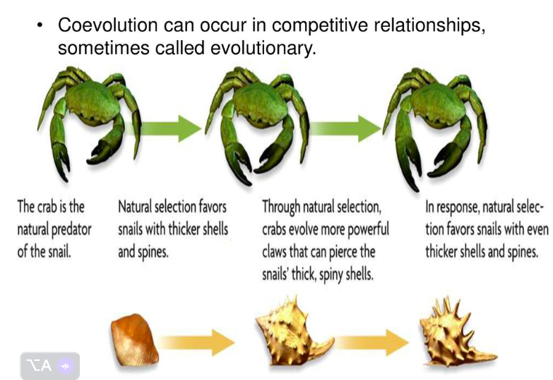 <ul><li><p>a struggle between competing sets of co-evolving genes</p><ul><li><p>physical and behavioral traits that develop escalating adaptations and counter-adaptations against each other</p></li></ul></li><li><p>may occur between individuals of the same species or between species</p></li><li><p>affects both predator and prey</p></li><li><p>explains some of the unusual traits that have evolved</p></li></ul>