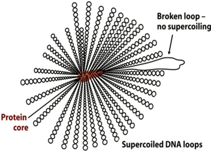 <p>Supercoiled DNA loops are attached to a protein core</p><p>the protein core contains: Topoisomerase I, DNA gyrase and Hu proteins</p>