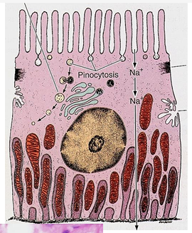 <ul><li><p>zvětšený povrch → <strong>kartáčový lem </strong></p></li><li><p>transport látek do bazální laminy <strong>→ bazální žíhání/ labyrint + mitochondrie </strong></p></li></ul>