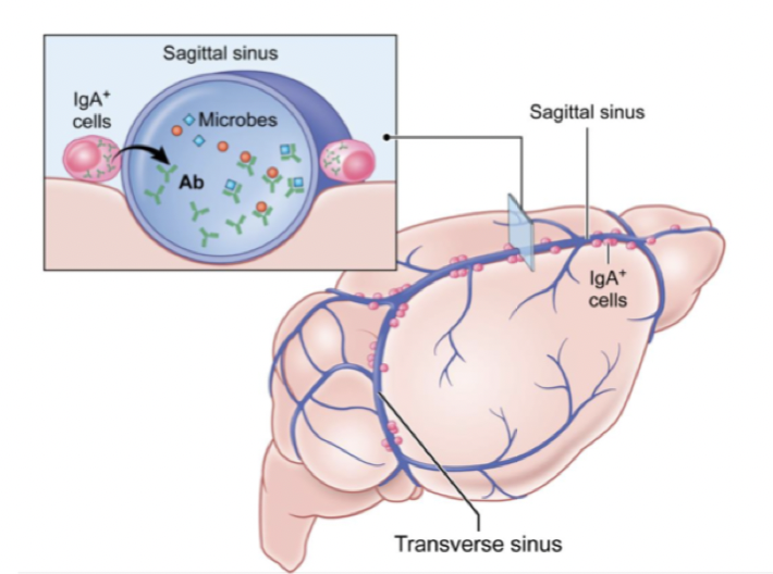 <p>Studier visar att en läckande tarm (leaky gut) kan bidra till en systemtisk inflammation genom bakteriell translokalisation. Därför har tarmfloran en påverkan på blod-hjärnbarriären och cytokinnivåer i CNS. Exempelvis kan butyrat bidra till att stärka BBB. </p><p>→ Plasmaceller från tarmen immunförsvar finns i meningerna och försvarar hjärnan mot tarmbakterier</p><p>→ Många plasmaceller skolas i tarmens lymfoida vävnad (GALT) och vandrar till bla nischer i skallbenet och producerar IgA. </p>