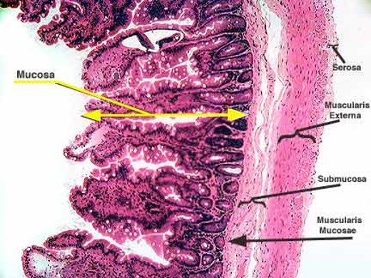 <p>Alimentary Canal</p>