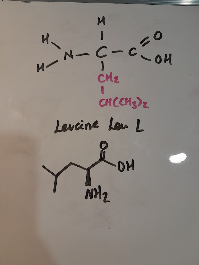 <ul><li><p>Leu</p></li><li><p>L</p></li><li><p>hydrophobic nonpolar</p></li><li><p>aliphatic</p></li></ul><p></p>