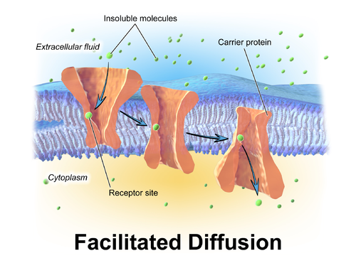 <p>Facilitated diffusion (passive process)</p>