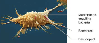 <p>immune cells that ingest foreign substances, microorganisms, and dead or damaged cells by phagocytosis, include macrophages or neutrophils</p>