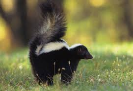 <p>Skunks and stink badgers</p><ul><li><p><span style="background-color: transparent;"><span>Have scent glands w/ butylmercaptin. Are plantigrade, nocturnal, solitary animals with black and white pelage.&nbsp;</span></span></p></li><li><p><span style="background-color: transparent;"><span>Omnivorous to carnivorous. Spray for defense.</span></span></p></li></ul><p></p>