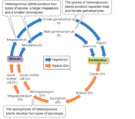 <p>modification of the plant life cycle where there are</p><p>two sizes of spores. Each size of spore develops into a different</p><p>gametophyte</p>