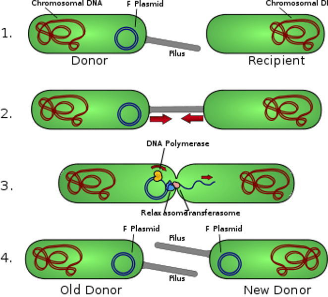 <p>- considered a form of sexual reproduction</p><p>- a way that bacteria can diversify their DNA</p><p>- One bacteria passes a copy of its plasmid DNA through a pilus into another bacteria cell</p>