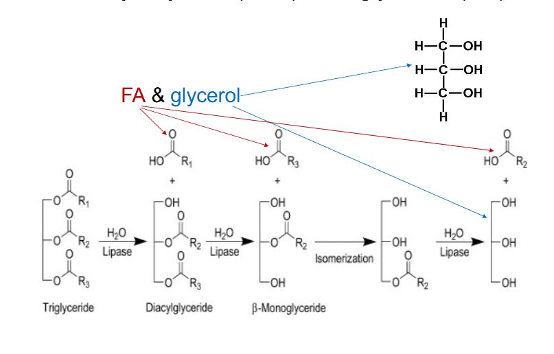<p>Triacyl Glycerol (TAG) or Triglyceride (TG)</p>
