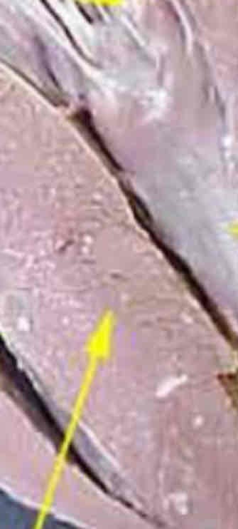 <p>Identify this structure</p>