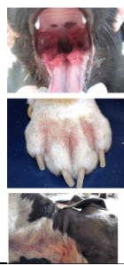 <p>Lesions in oral cavity, GI tract, urogenital tract, cutaneous lesions…</p>