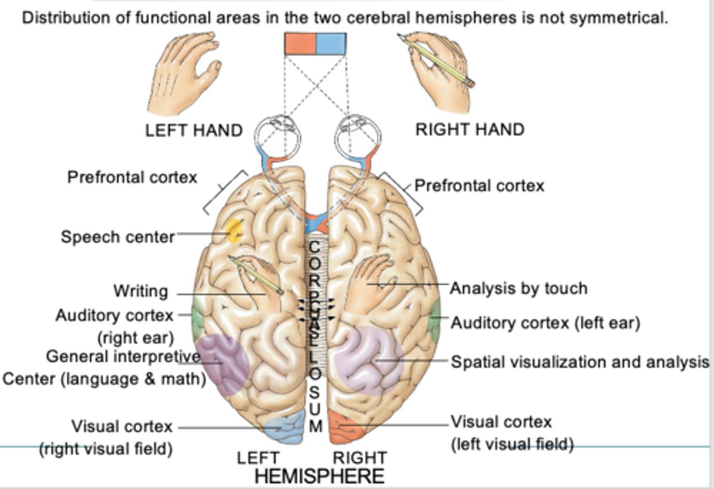 <p>the brain separates some functions into predominately left or right hemispheres</p>