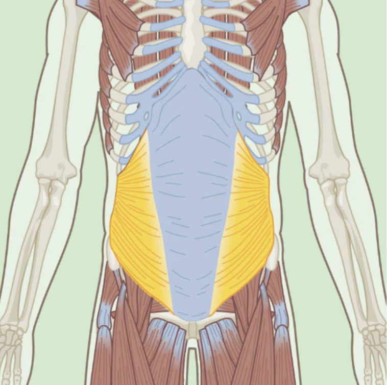 <p>Internal Oblique</p>