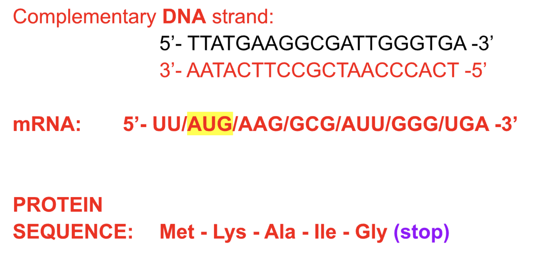 <p>First ensure you have the template strand</p><p>In this example, you must create the template strand (RNA polymerase reads 3’ to 5’ and we were given a strand that is 5’ to 3’ so we must make a complimentary DNA strand first)</p><p>We then make the mRNA strand, which is complimentary to the template strand (which should be 3’ to 5’)</p><p>Find AUG, then start translating the codons into amino acids</p><p>Black is what we were given, red is explained above</p>