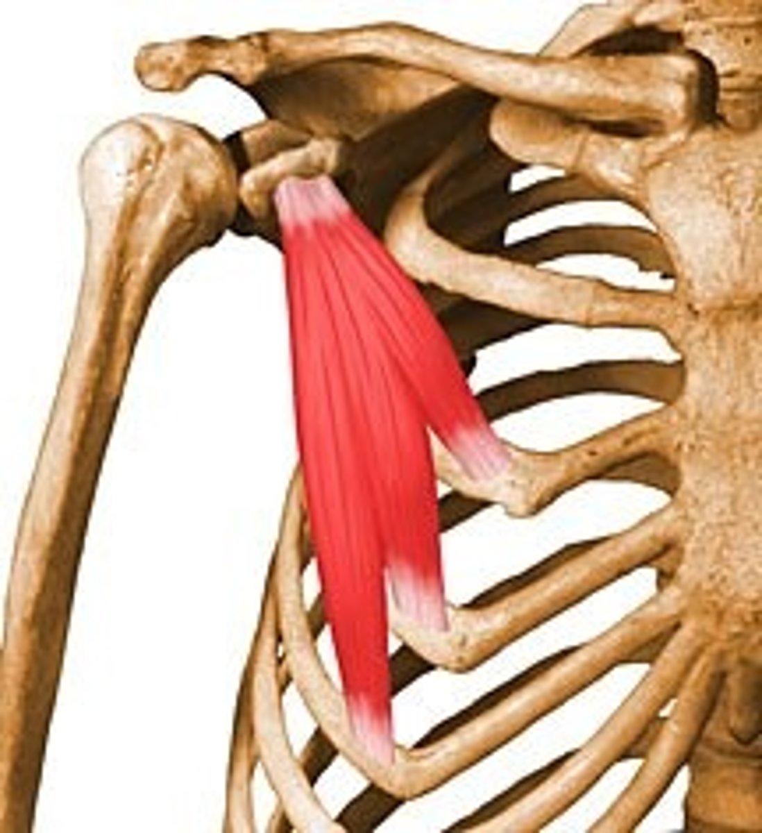 <p>Action: Draws Scapula forward/downward<br><br>Origin: Anterior surfaces of ribs 3-5<br><br>Insertion: Coracoid process of scapula</p>