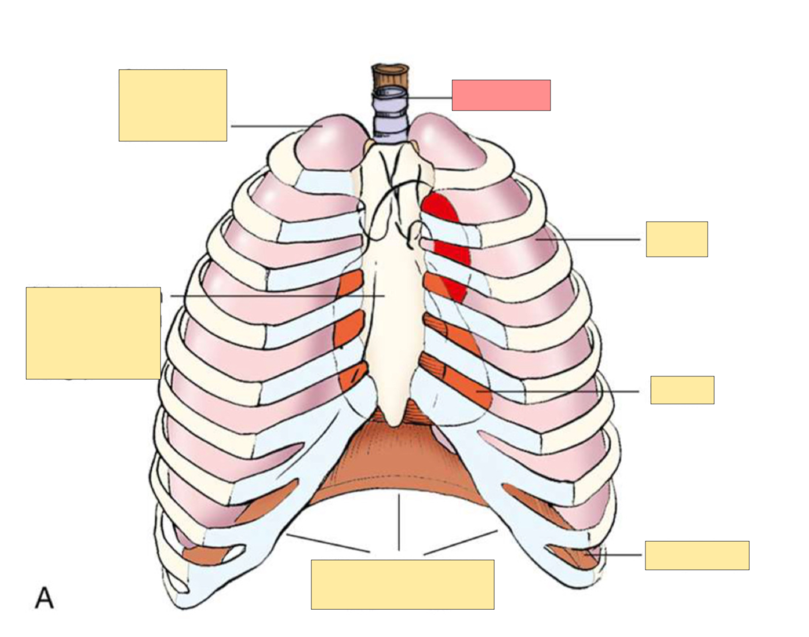<p>What body part is this?</p>